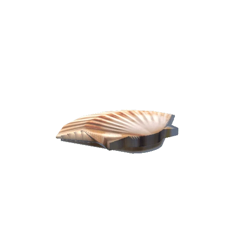 Sea Shell 1